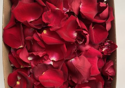 Fresh red rose petals for romance